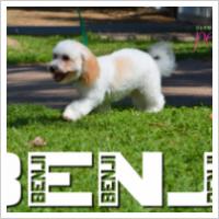 Copyright Darwin Pet Spa 2012